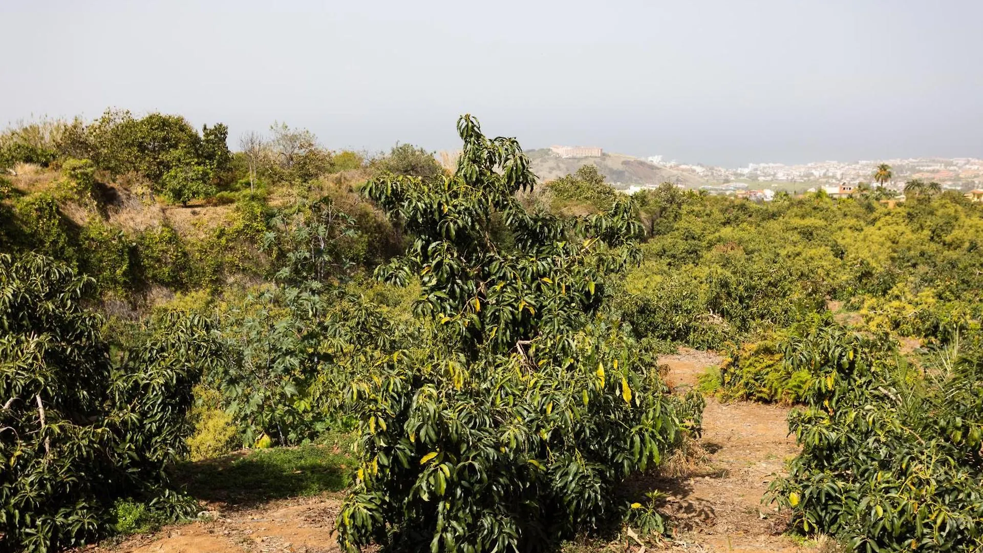 Summa Haus Las Ranas 1 La Orotava Holiday home